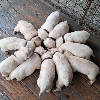 Labrador šteniatka - 3