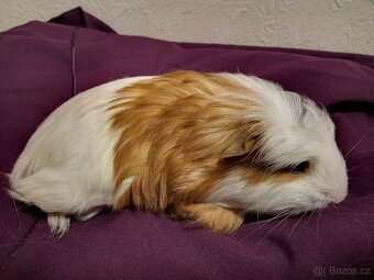 Sameček morčátko coronet - 3