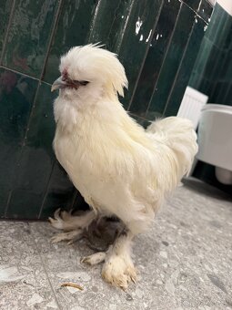 Hedvabnicka USA kohoutek - 3