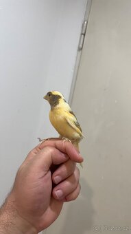 Nabízím kanáři 5/12/2025 - 3