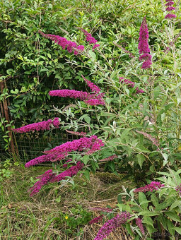 Komule Davidova (Buddlea, Motýlí keř) - viz fota - 3