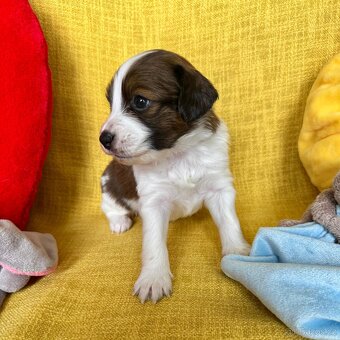 Šteňátka Kooikerhondje – Holandský vábič kačiek - 3