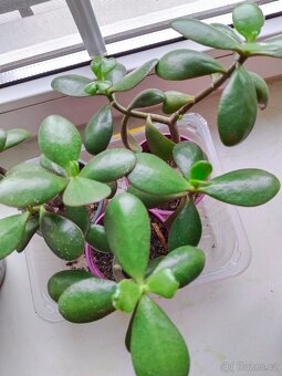 Haworthia, měsíční kámen, tlustice, kopřiva - 3