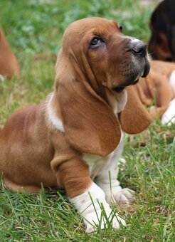 Basset hound-baset - 3