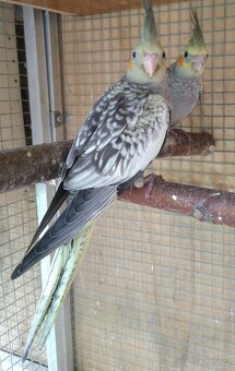 Korela chocholatá - 3