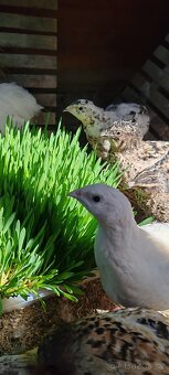 Násadová křepelčí vejce, vajíčka - 3