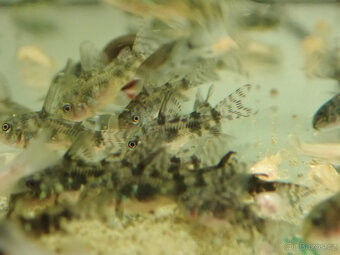 Pancéřníček skvrnitý - 3