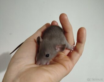 Potkan dumbo - 3