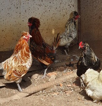 Kohouti - brahmanka, paduánka, araukana a zakrslá kočinka - 3