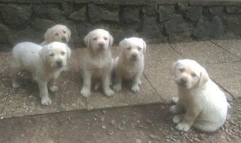 Labradorský retrívr štěňátka s PP fenka ihned k odběru - 3
