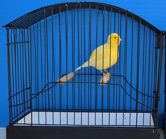 kanáriky fife fancy - 3