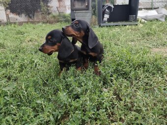 Jezevčík trpasličí - 3