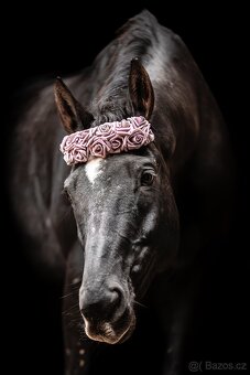 Pronájem valacha - 3