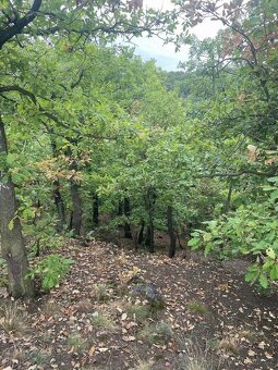 Prodám lesní pozemky na k.ú. Bílina - 3