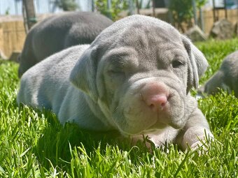 American bully XL - 3