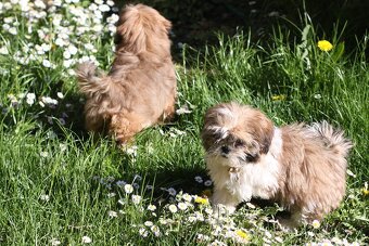 Shih-tzu, Shih tzu, si cu bez pp - 3