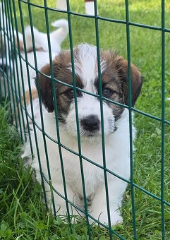 Jack russell terier - 3