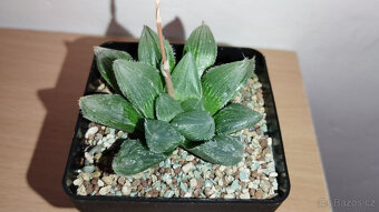 Haworthia Venusta x Leightonii ( sukulent ) - 3