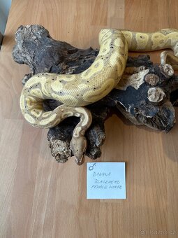 Velká Sleva - Krajta královská - Python regius - 3