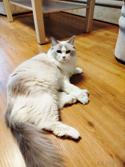 ragdoll s PP - 3
