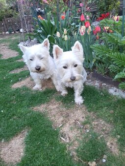 West Highland Terrier - 3