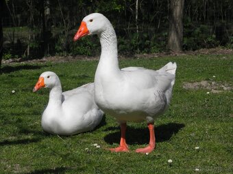 Prodej - snižování stavu - 3