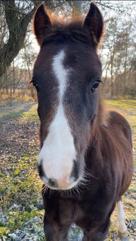 Welsh pony of cob type, sekce C - 3