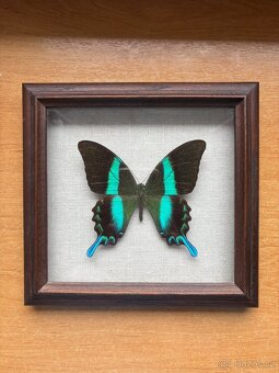 Rámeček s tropickými motýly - 3