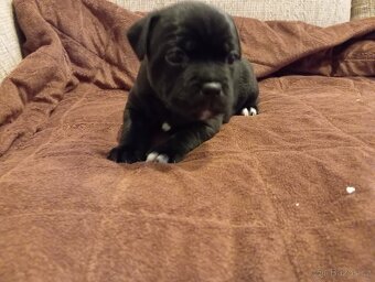 Stafordšírský bulteriér -stenatka bez PP - 3