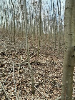 Lesnické práce - 3