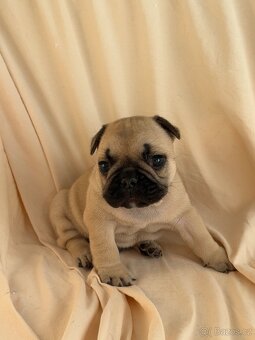 Štěně francouzského buldočka - 3