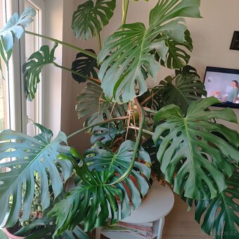 Monstera - 3