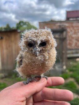 Otus bakkamoena - Výreček indický - 3