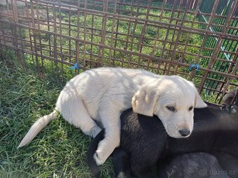 Štěňata Labradora s Retrívrem - 3