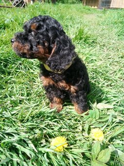 Pudl black and tan - 3