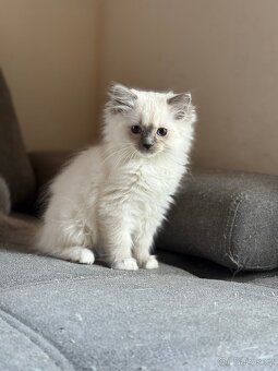 Ragdoll s PP - 3