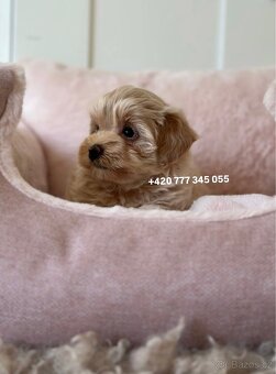 Fenka Maltipoo f1 700€ - 3