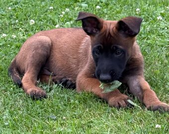 Belgický ovčák Malinois - 3