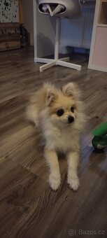 Pomeranian - 3