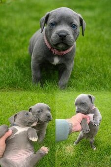 🐾 Americký stafordšírský teriér – modrá štěňátka - 3