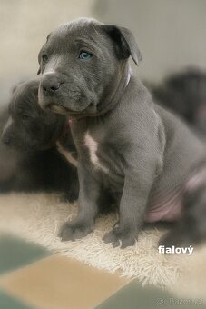 🐾 Americký stafordšírský teriér – modrá štěňátka - 3