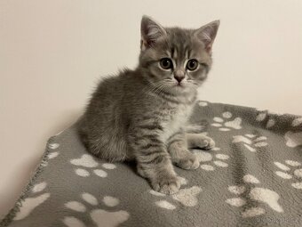 koťátko bez PP (kočička světlá) - 3