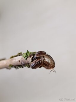 Armadillidium Klugii - 3