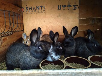 Králík samec / samice - 3