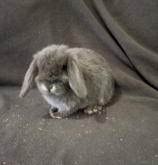 Zakrslý beránek králíček - 3