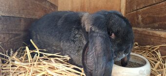 Francouzský beran - 3