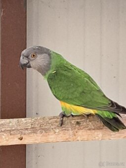 Papoušek senegalský - 3