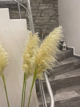 Pampová tráva sušená - 3