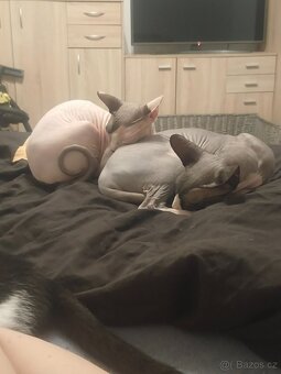 Kanadský sphynx - 3