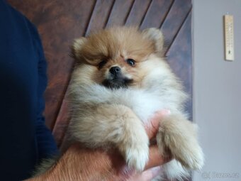 POMERANIAN s PP FCI - 3